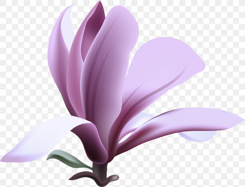 Petal Flower Violet Plant Purple, PNG, 3000x2291px, Petal, Flower, Flowering Plant, Lilac, Magnolia Download Free