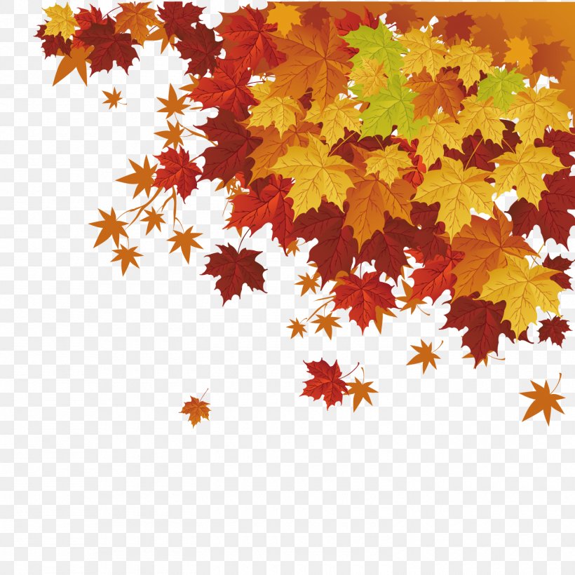 Autumn Leaf Color Maple Leaf, PNG, 1500x1500px, Leaf, Autumn, Autumn Leaf Color, Cdr, Flowering Plant Download Free