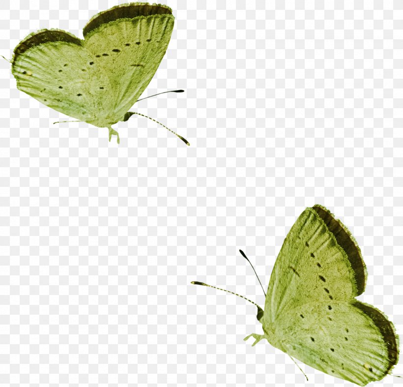 Butterfly Papillon Dog Lycaenidae, PNG, 1600x1537px, Butterfly, Brush Footed Butterfly, Color, Green, Insect Download Free