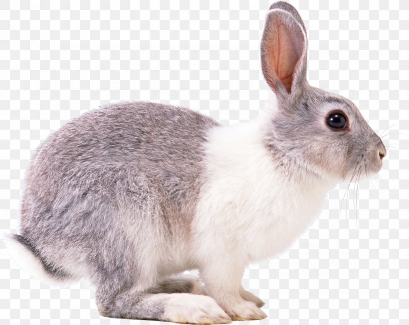 Easter Bunny European Rabbit Hare, PNG, 2366x1884px, Easter Bunny, Domestic Rabbit, European Rabbit, Fauna, Fur Download Free