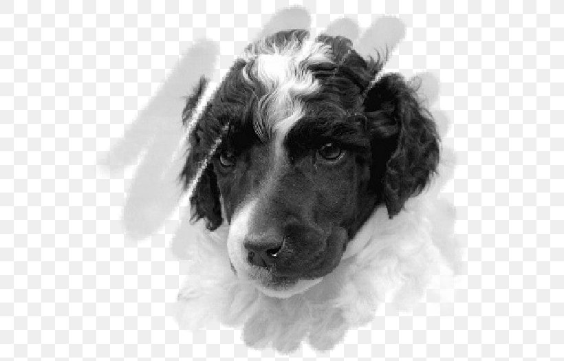 English Springer Spaniel Boykin Spaniel Stabyhoun Puppy Dog Breed, PNG, 553x525px, English Springer Spaniel, Black And White, Boykin Spaniel, Breed, Carnivoran Download Free