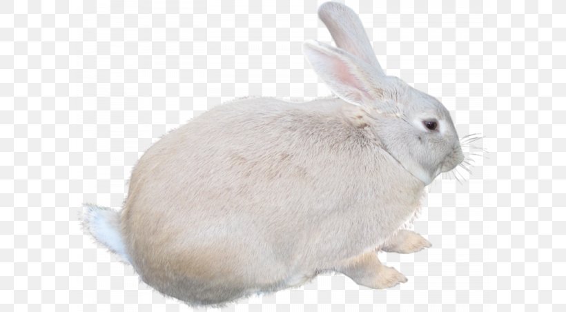 Leporids Photography Clip Art, PNG, 600x452px, Leporids, Domestic Rabbit, Drawing, Fauna, Fur Download Free