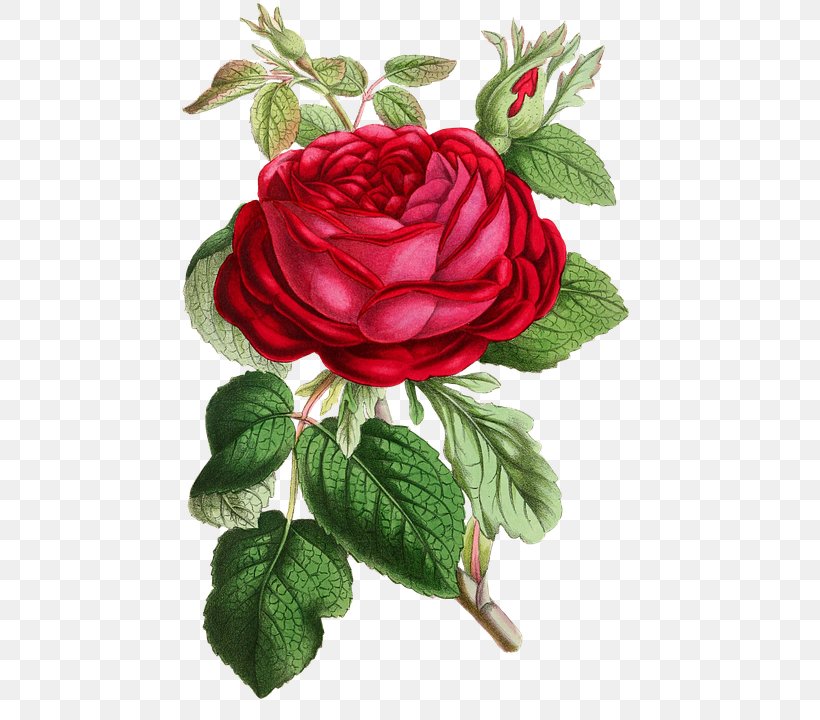 Rose, PNG, 466x720px, Rose, Art, Cut Flowers, Decoupage, Floribunda Download Free