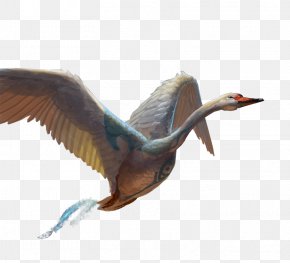 Goose - Beak Cygnini Goose Duck Bird PNG