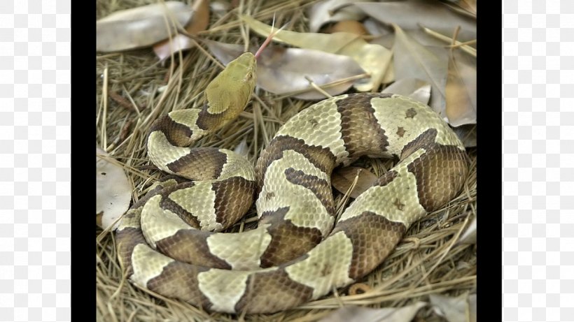 Boa Constrictor Rattlesnake Venomous Snake Reptile, PNG, 1200x675px, Boa Constrictor, Boas, Colubridae, Copperhead, Coral Snake Download Free