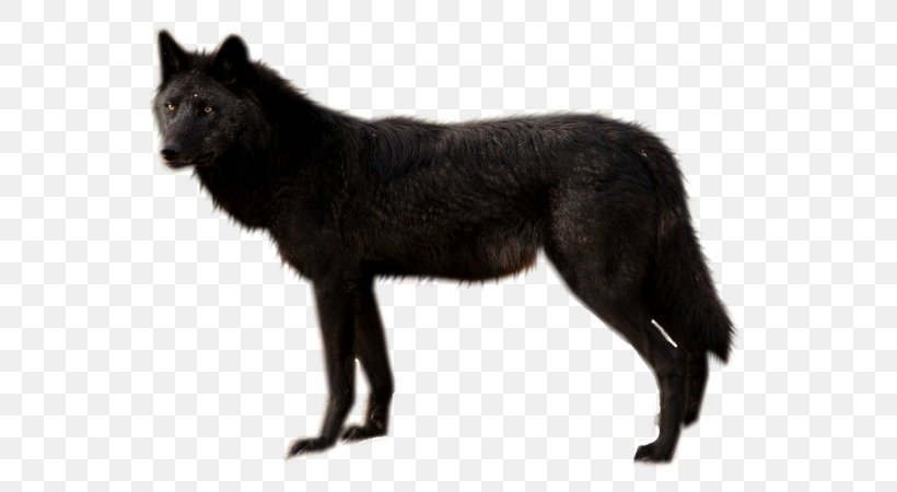 Dog Black Wolf Clip Art, PNG, 577x450px, Dog, Arctic Wolf, Black Wolf, Canidae, Canis Download Free