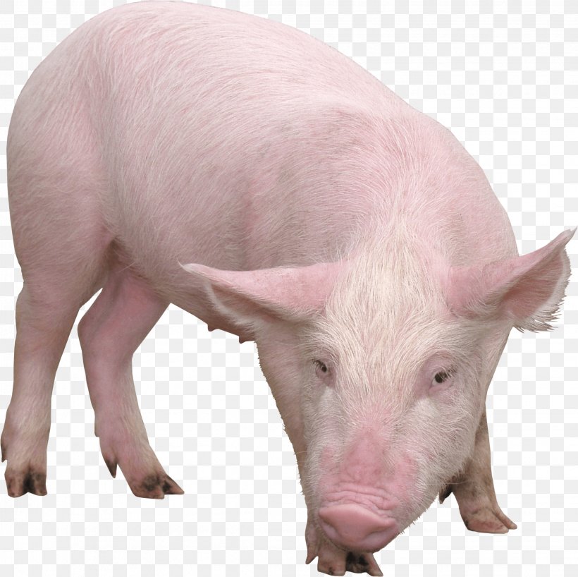 PNG, 2262x2257px, Pig, Clipping Path