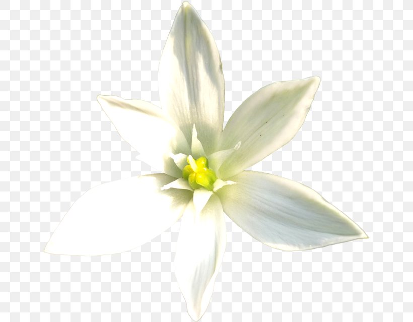Flower Lilium Candidum White, PNG, 649x639px, Flower, Amaryllis, Amaryllis Family, Cut Flowers, Fleurdelis Download Free