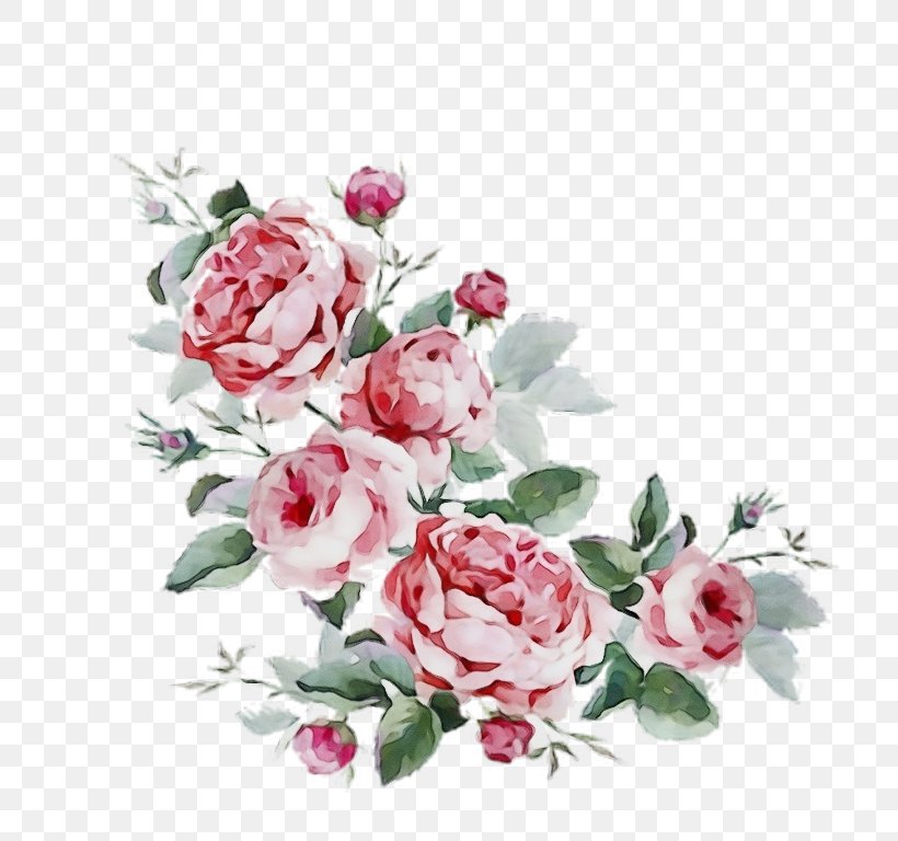 Garden Roses, PNG, 768x768px, Watercolor, Cut Flowers, Flower, Flowering Plant, Garden Roses Download Free
