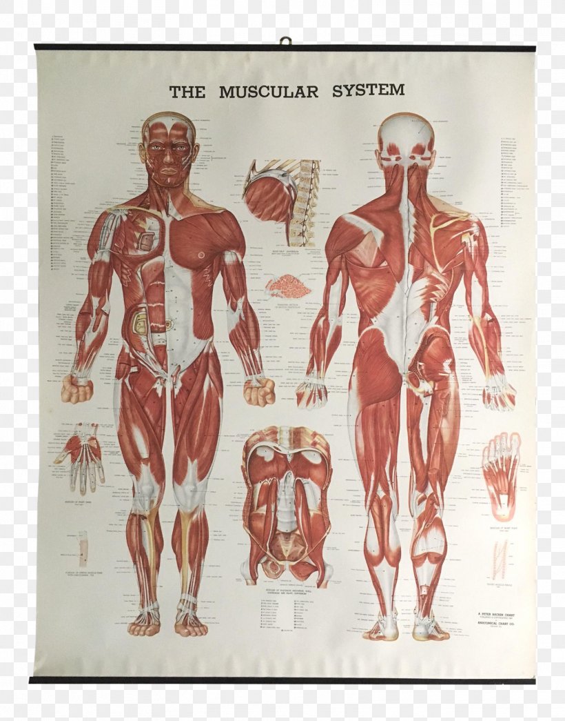 The Muscular System Anatomical Chart Muscle Anatomy Human Body, PNG, 1568x1999px, Watercolor, Cartoon, Flower, Frame, Heart Download Free