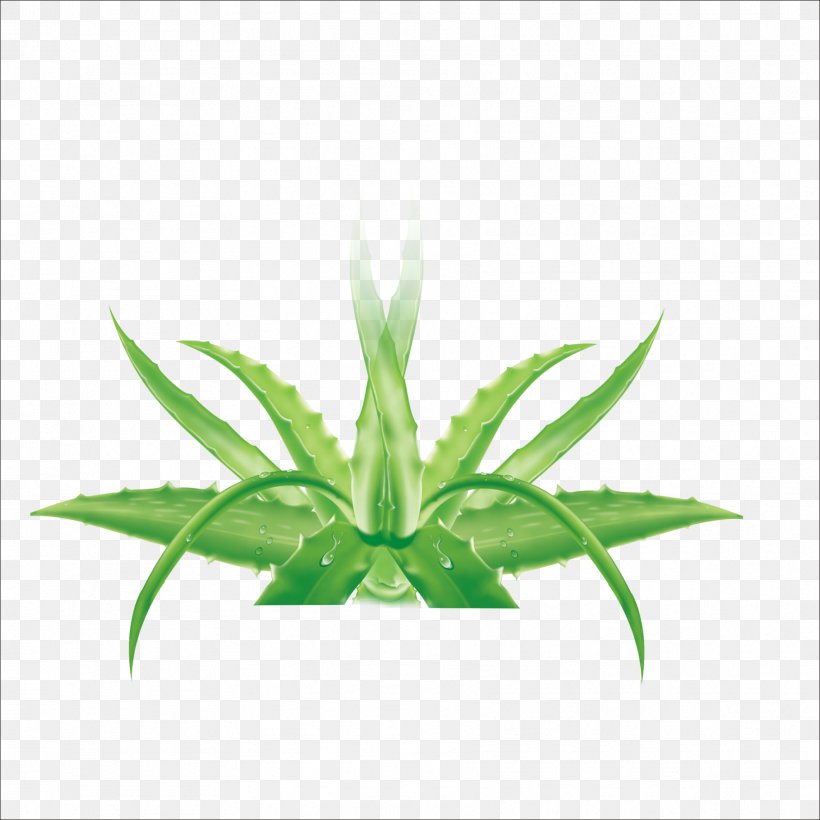 Aloe Vera Formaldehyde Leaf Facial Chlorophytum Comosum, PNG, 1773x1773px, Aloe Vera, Aloe, Chlorophytum Comosum, Facial, Flowerpot Download Free