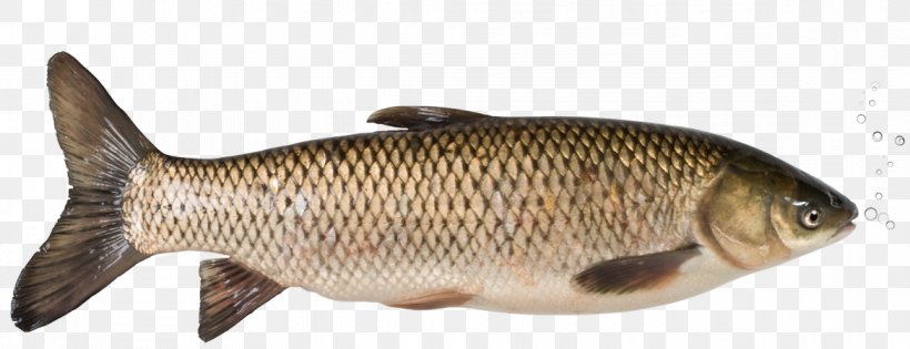Grass Carp Rudd Fish Silver Carp, PNG, 1170x450px, Carp, Animal Figure, Aquaculture, Bony Fish, Common Carp Download Free