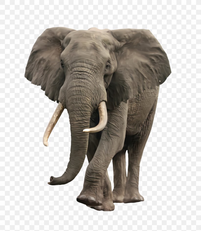Indian Elephant, PNG, 1864x2148px, Elephant, African Elephant, Animal Figure, Elephants And Mammoths, Indian Elephant Download Free