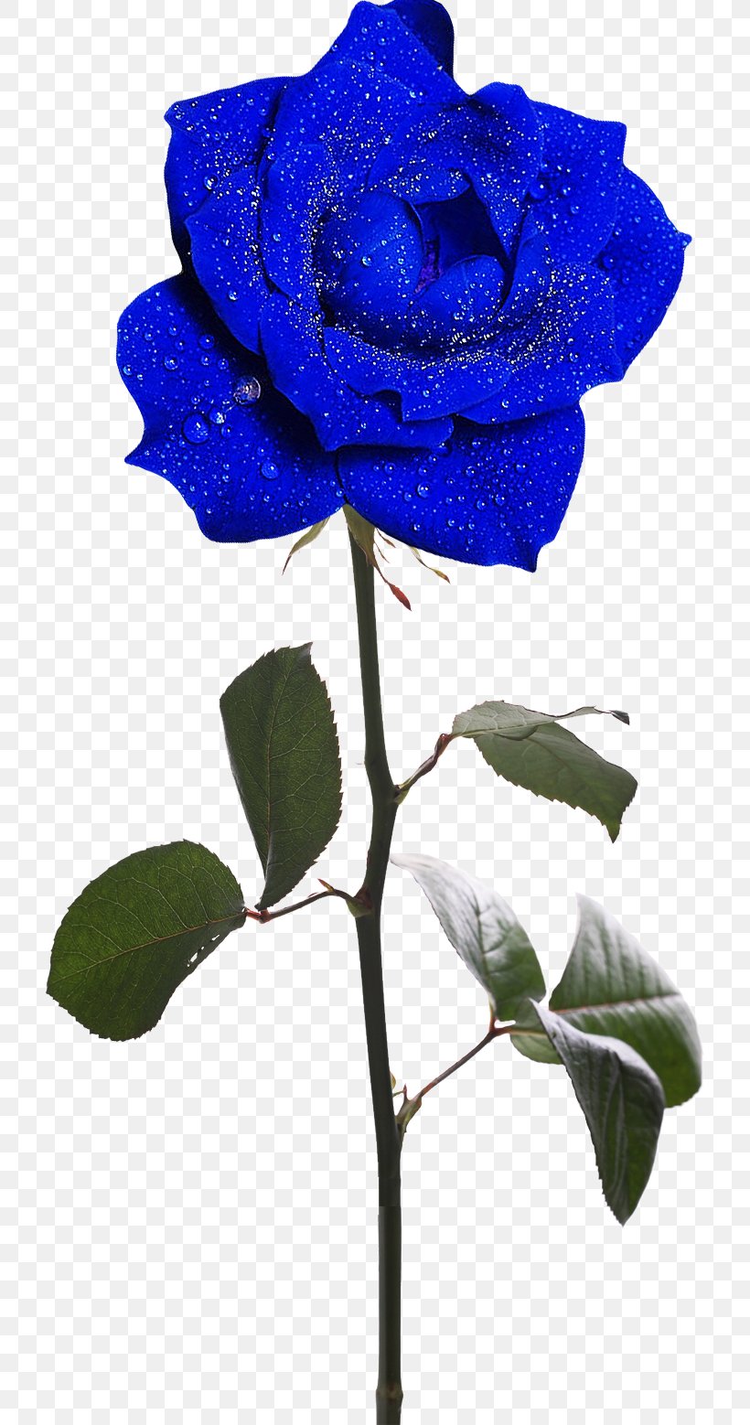 Rosa Gallica Garden Roses Flower Clip Art, PNG, 721x1558px, Rosa Gallica, Blue, Blue Rose, Branch, Cobalt Blue Download Free