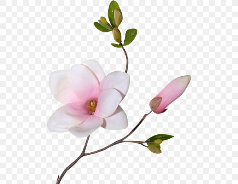 Clip Art, PNG, 500x634px, Blog, Blossom, Branch, Cut Flowers, Drawing Download Free