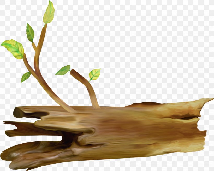 Drawing Tree Clip Art, PNG, 1648x1321px, Drawing, Alternative Medicine, Animation, Branch, Cartoon Download Free
