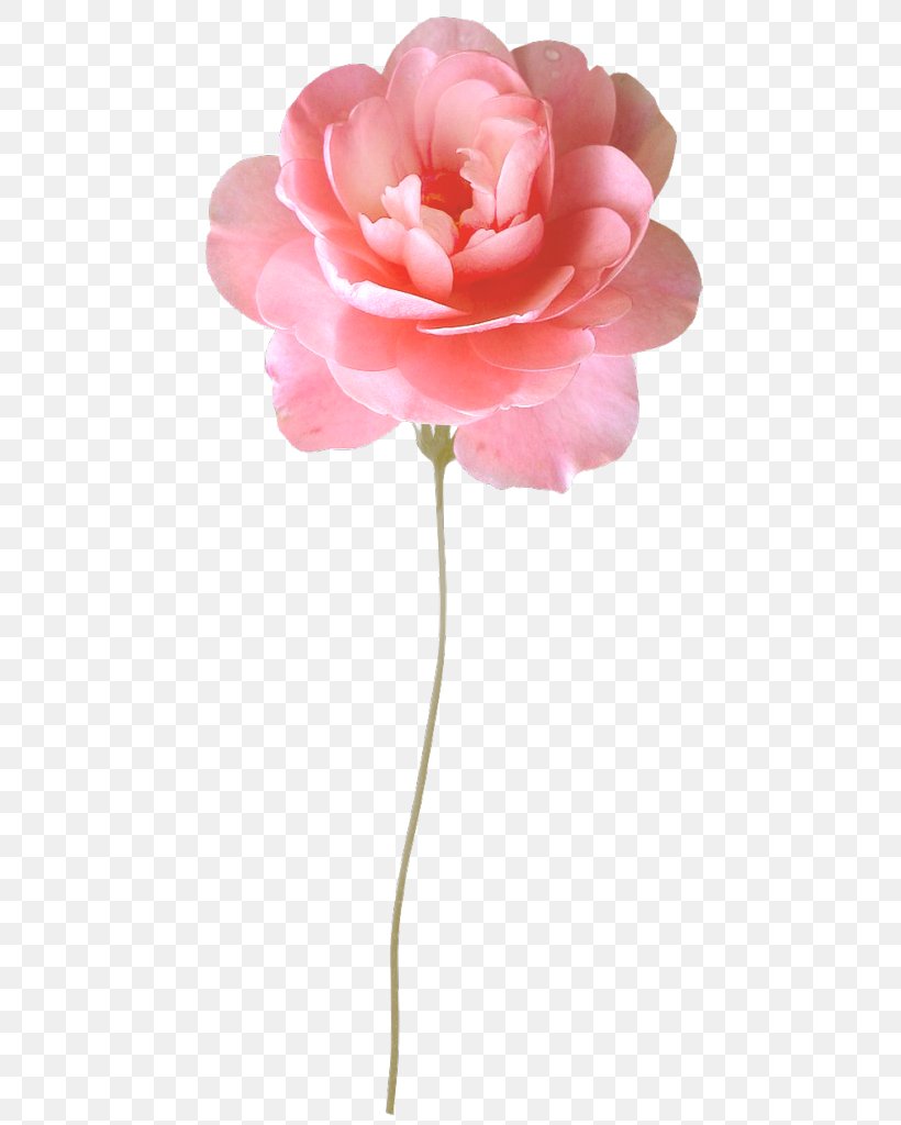 Garden Roses Centifolia Roses Flower Desktop Wallpaper Wallpaper, PNG, 487x1024px, Watercolor, Cartoon, Flower, Frame, Heart Download Free