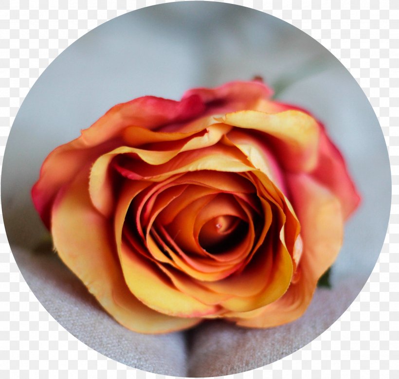 Garden Roses Cut Flowers Petal, PNG, 2424x2304px, Garden Roses, Close Up, Closeup, Com, Cut Flowers Download Free