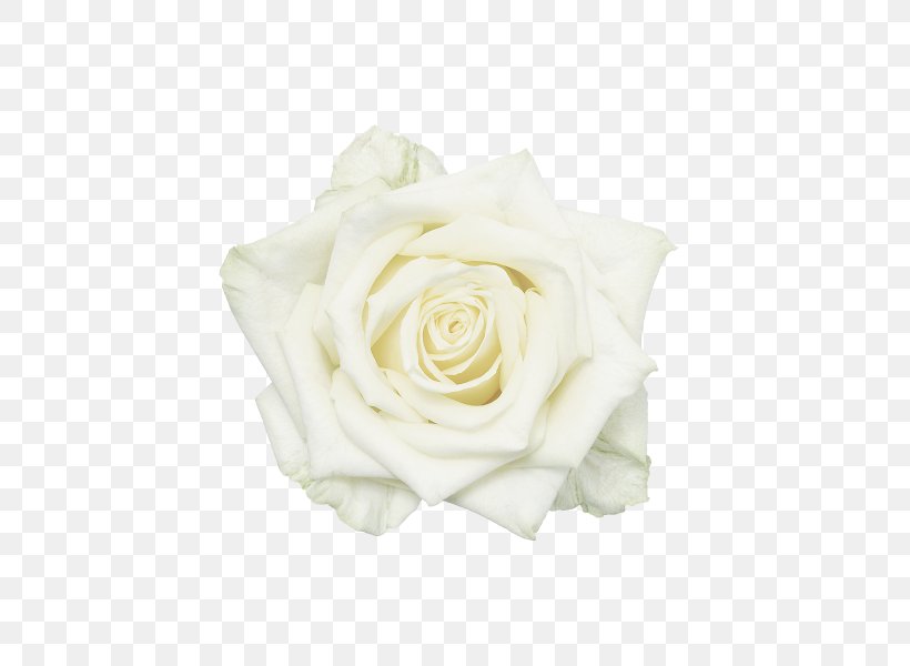Garden Roses White Flower, PNG, 600x600px, Garden Roses, Academic Dress, Beige, Cut Flowers, Flower Download Free