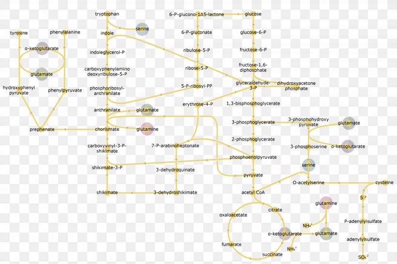 Glycolysis Enzyme Biochemistry No Man Is An Island Glucose, PNG, 3804x2529px, Glycolysis, Biochemistry, Carbohydrate, Cell, Diagram Download Free