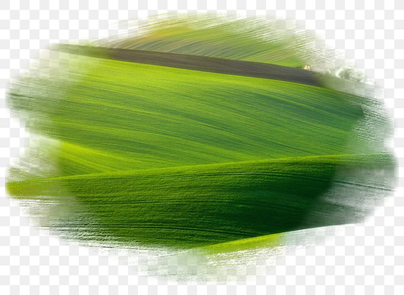 Green Leaf, PNG, 800x600px, Green, Grass, Leaf, Yellow Download Free