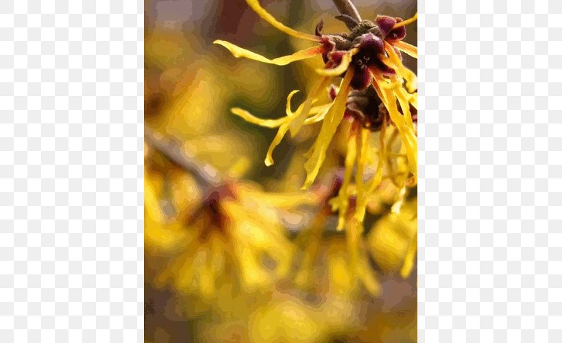 Hamamelis Virginiana Hamamelis Mollis Plant Toner, PNG, 500x500px, Hamamelis Virginiana, Astringent, Carrier Oil, Cocoa Butter, Flower Download Free