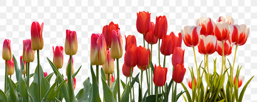 Spring Flower Spring Floral Flowers, PNG, 1920x762px, Spring Flower, Bud, Cut Flowers, Field, Flower Download Free