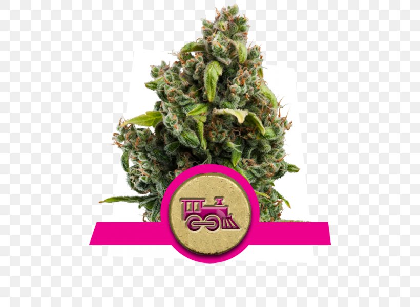 Kush Cannabis Cultivation Cannabis Sativa Seed, PNG, 600x600px, Kush, Autoflowering Cannabis, Cannabidiol, Cannabis, Cannabis Cultivation Download Free