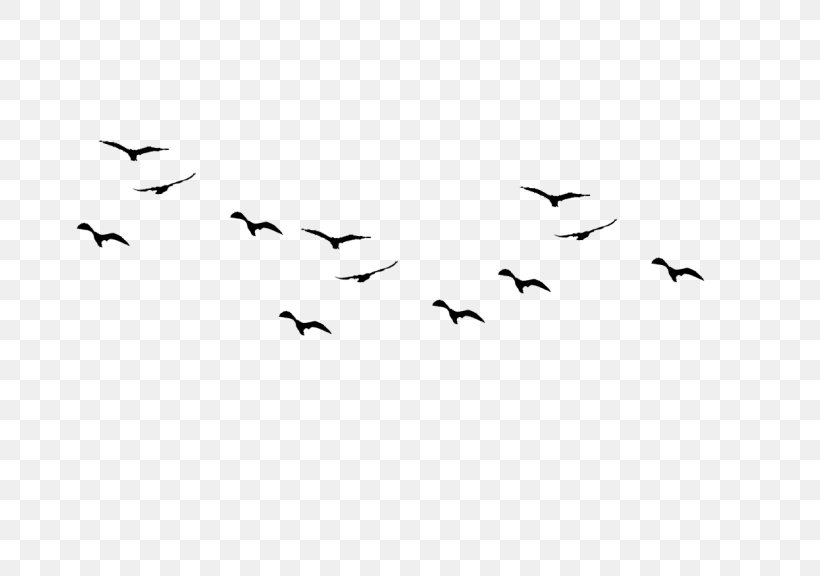 Bird Flight Flock, PNG, 768x576px, Bird, Animal Migration, Beak, Bird Flight, Bird Migration Download Free