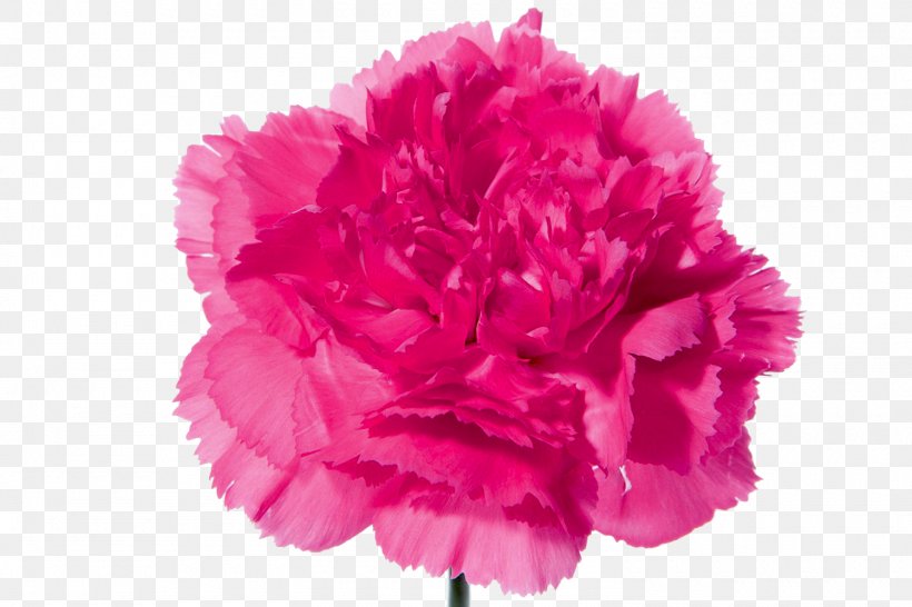 Carnation Flower Bouquet Pink Flowers, PNG, 1500x1000px, Carnation, Blume, Color, Coral Travel, Cut Flowers Download Free