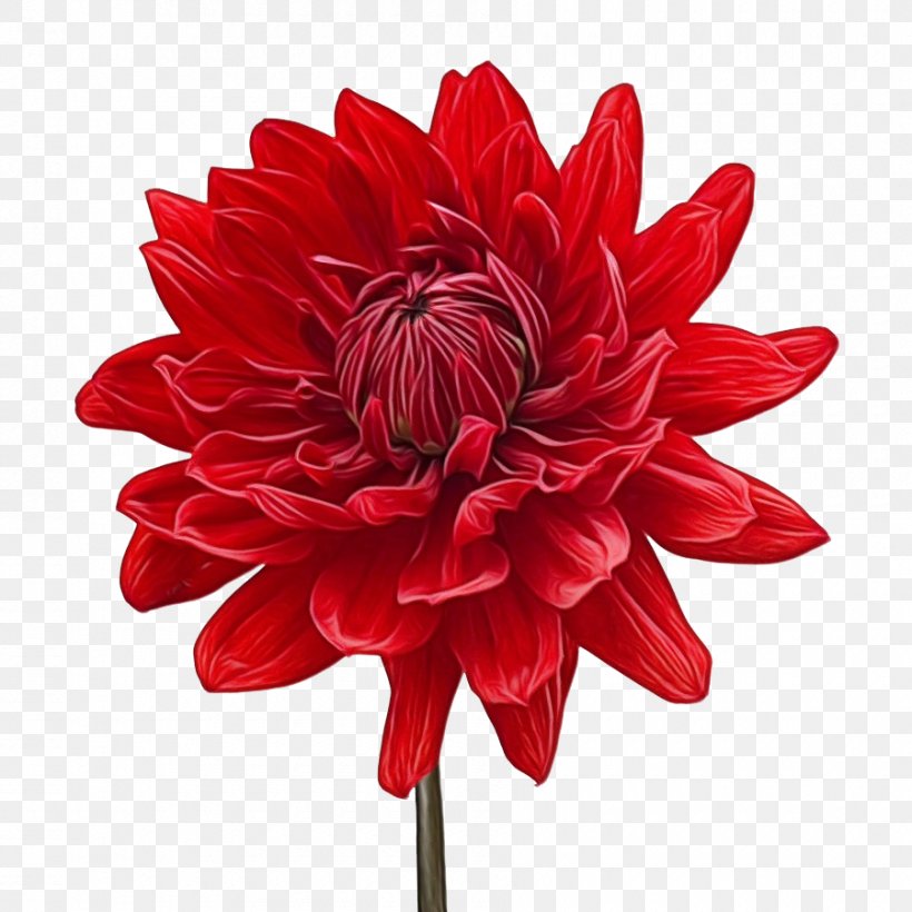 Flowers Background, PNG, 900x900px, Dahlia, Artificial Flower, Cut Flowers, Daisy Family, Flower Download Free