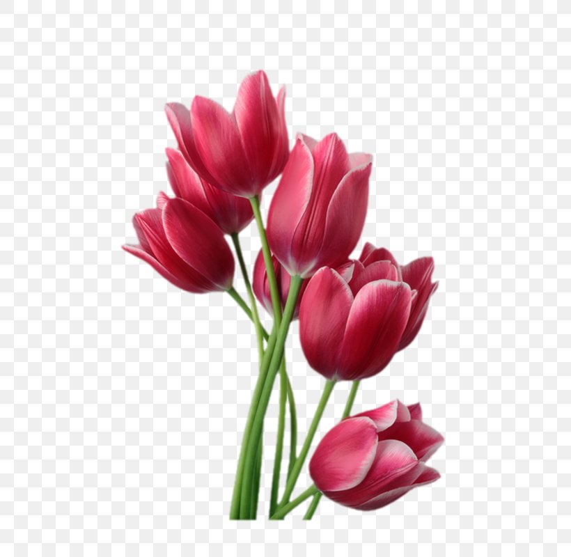 Tulip Pink Flowers Flower Bouquet Clip Art, PNG, 665x800px, Tulip, Artificial Flower, Botany, Bud, Cut Flowers Download Free
