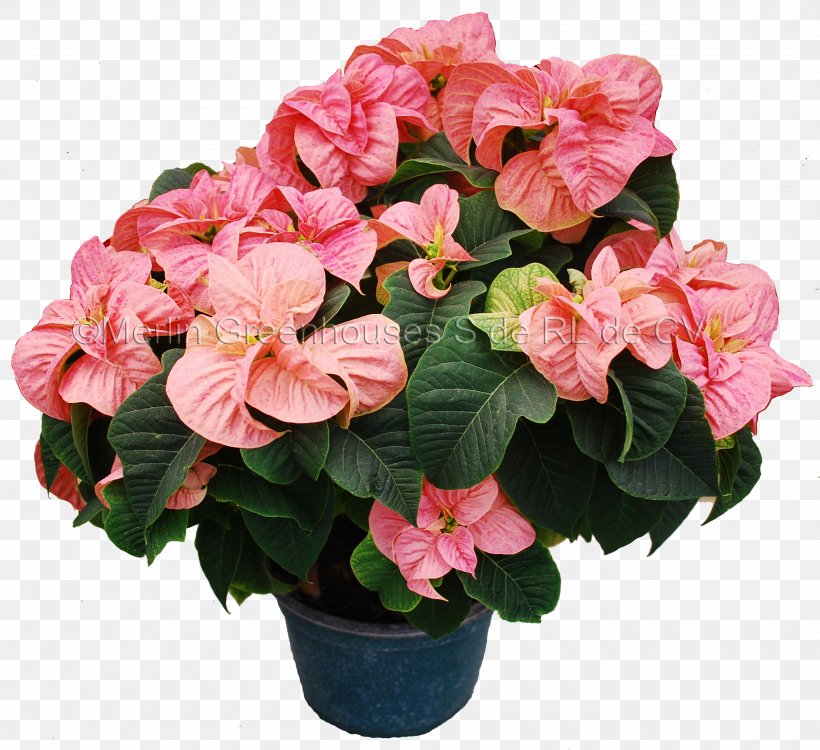 Flowerpot Poinsettia Houseplant Artificial Flower, PNG, 2700x2472px, Flower, Annual Plant, Artificial Flower, Azalea, Begonia Download Free