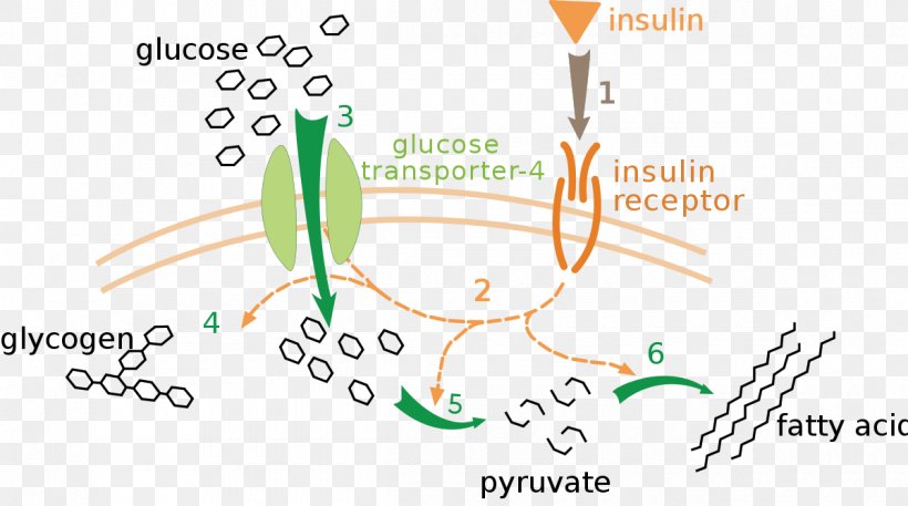 Insulin Blood Sugar Glucagon GLUT4 Diabetes Mellitus, PNG, 1200x670px, Insulin, Area, Beta Cell, Blood, Blood Sugar Download Free