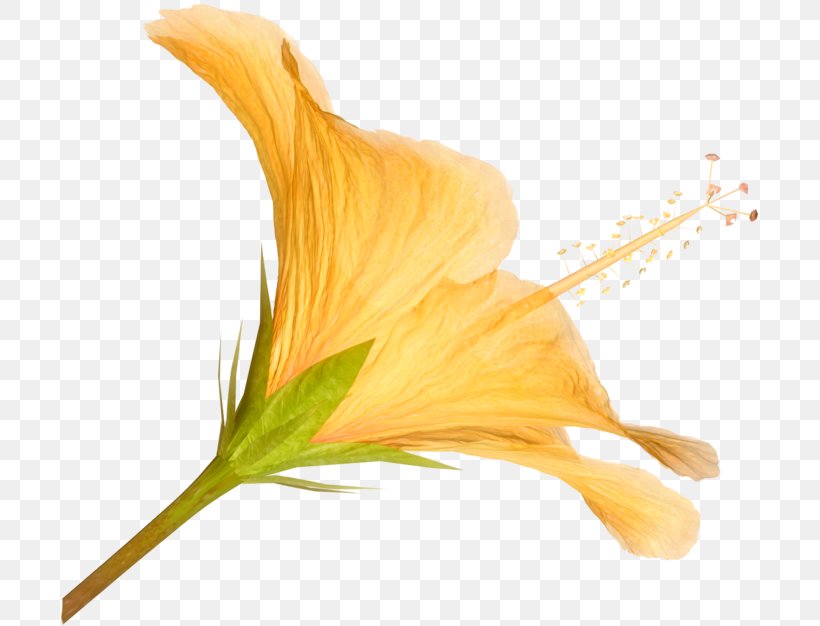 Petal Flower Clip Art, PNG, 700x626px, Petal, Drawing, Flower, Flowering Plant, Hibiscus Download Free