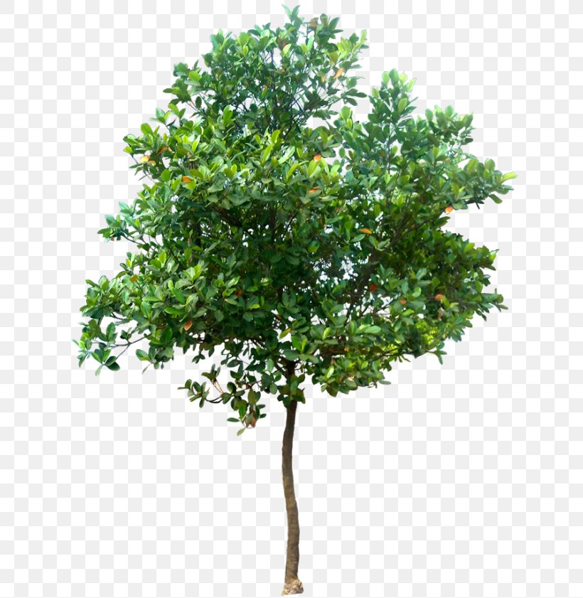 Tree Clip Art, PNG, 640x841px, Tree, Architectural Rendering, Branch, Display Resolution, Evergreen Download Free