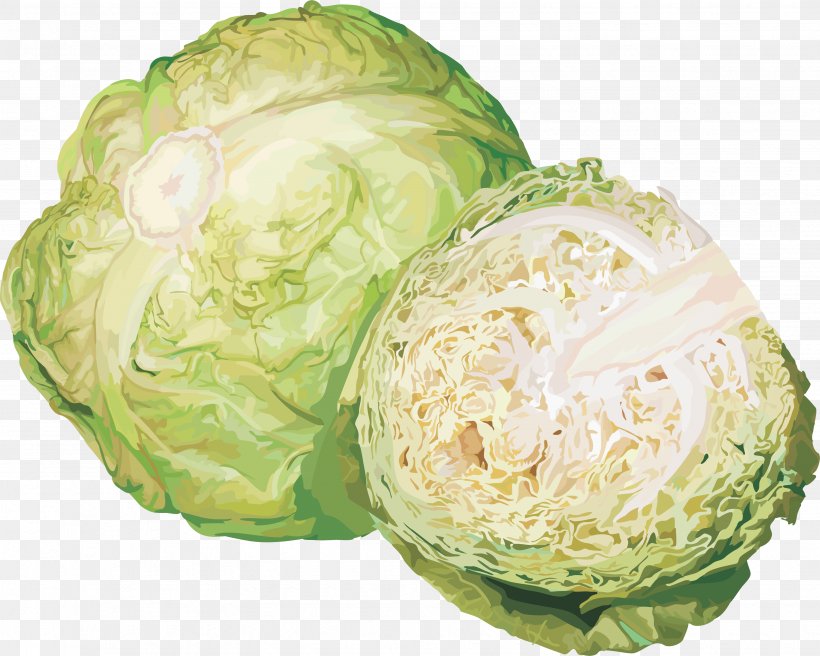 Cabbage Vegetable Cauliflower Kohlrabi Clip Art, PNG, 3496x2798px, Cabbage, Brassica Oleracea, Cauliflower, Cruciferous Vegetables, Food Download Free