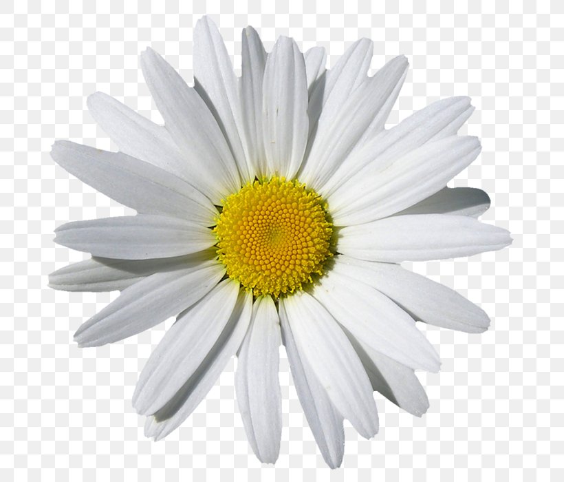 Chamomile Desktop Wallpaper Common Daisy, PNG, 700x700px, Chamomile, Annual Plant, Aster, Chamaemelum Nobile, Chrysanths Download Free
