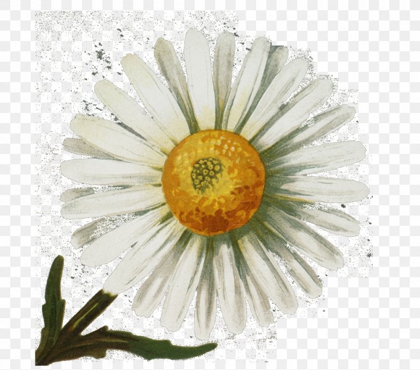 Common Daisy Vintage Clothing Antique, PNG, 980x862px, Common Daisy, Antique, Cicely Mary Barker, Daisy, Daisy Family Download Free