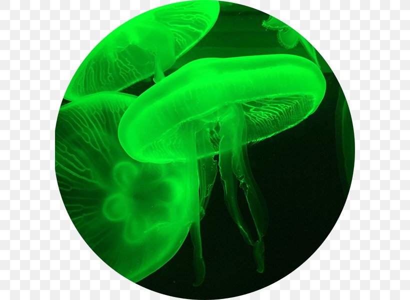 Jellyfish Content Audience Information, PNG, 600x600px, Jellyfish, Adolescence, Audience, Chord, Cnidaria Download Free