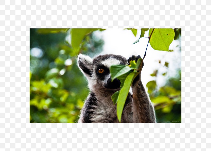 Lemurs Primate Vertebrate Desktop Wallpaper Wallpaper, PNG, 590x590px, Lemurs, Animal, Crowned Lemur, Fauna, Indri Download Free