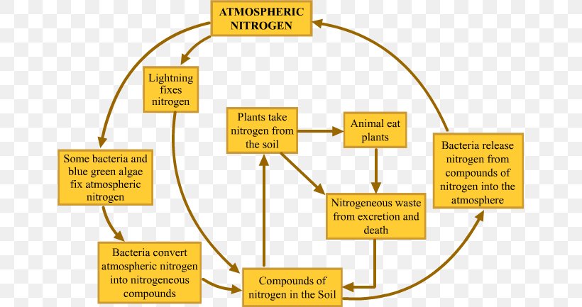 Nitrogen Cycle Wiring Diagram Microorganism Electrical