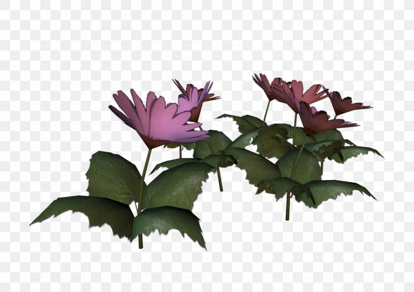 Rosaceae VIP Radio Petal Flowerpot, PNG, 1000x707px, Rosaceae, Email, Facebook, Flower, Flowering Plant Download Free