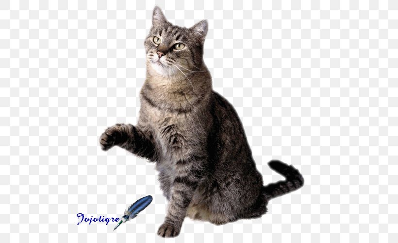 Dog Pet Sitting Cat Flashcard, PNG, 550x500px, Dog, American Shorthair, American Wirehair, Animal, Animal Rescue Group Download Free
