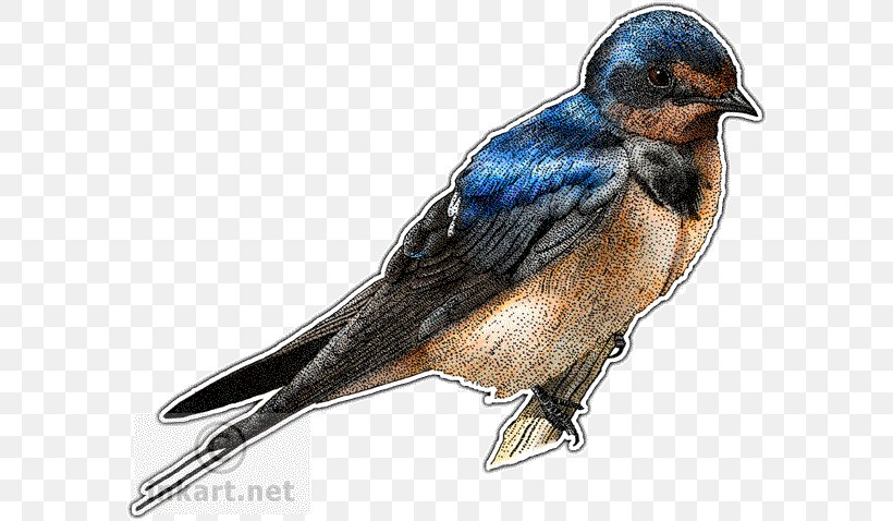 Barn Swallow Drawing, PNG, 590x478px, Swallow, Art, Barn Swallow, Beak, Bird Download Free