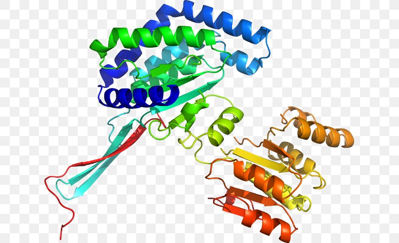 Enzyme Biotechnology Alcohol Dehydrogenase American Dental Hygienists' Association, PNG, 637x500px, Enzyme, Alcohol, Alcohol Dehydrogenase, Alcoholic Drink, Architectural Engineering Download Free