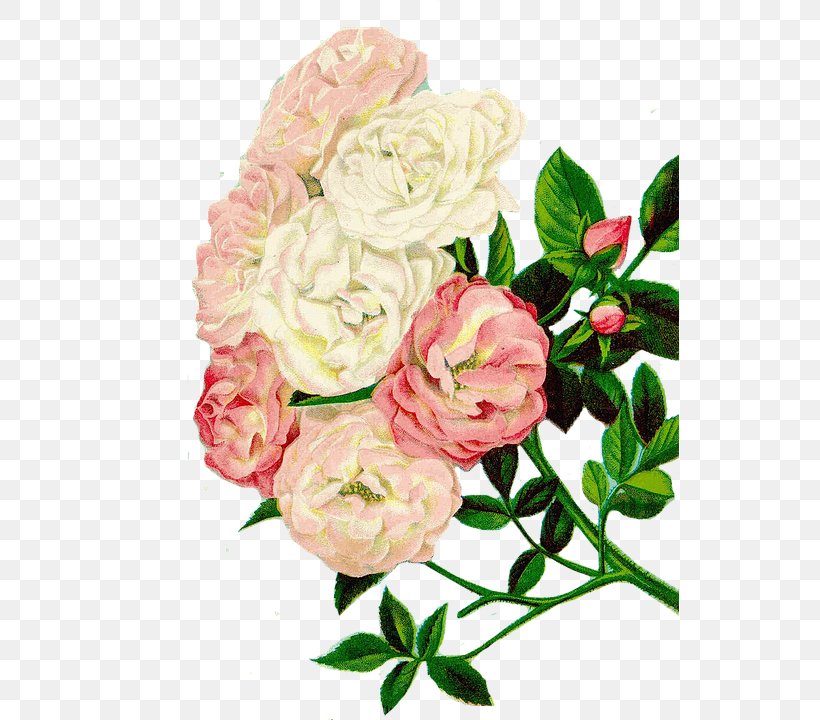Garden Roses Flower Cabbage Rose Clip Art, PNG, 538x720px, Garden Roses, Artificial Flower, Cabbage Rose, Cut Flowers, Floral Design Download Free