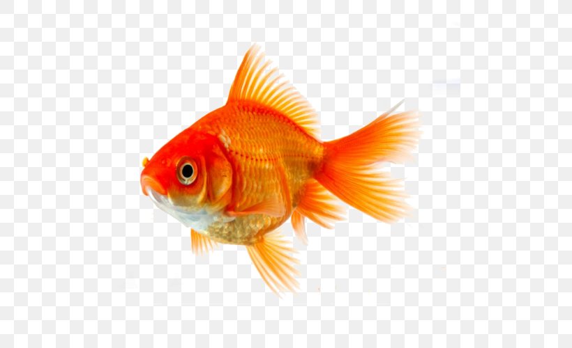 Goldfish Koi Siamese Fighting Fish Clip Art, PNG, 500x500px, Goldfish, Asian Arowana, Bony Fish, Carp, Color Download Free
