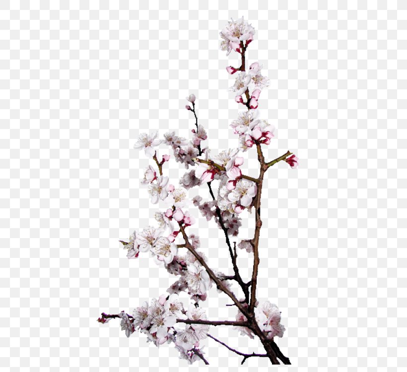 Peach Photos, PNG, 750x750px, Photography, Albom, Blog, Blossom, Branch Download Free