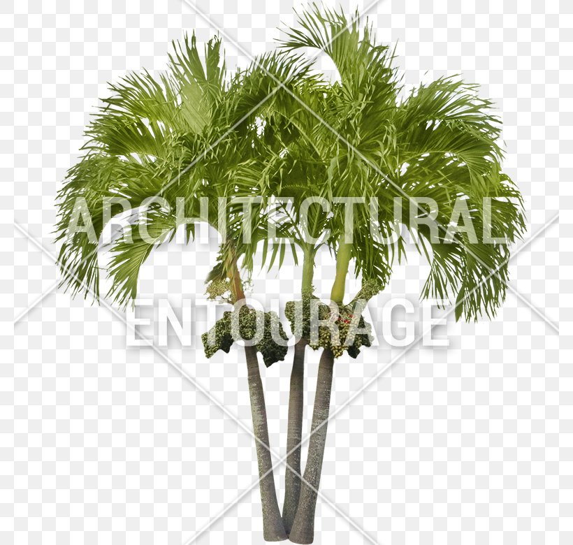 Asian Palmyra Palm Coconut Arecaceae Oil Palms Date Palm, PNG, 780x780px, Asian Palmyra Palm, Areca Nut, Arecaceae, Arecales, Attalea Download Free